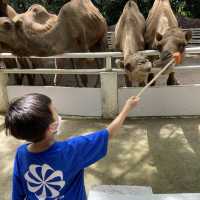 泰國曼谷Safari World 野生動物園世界