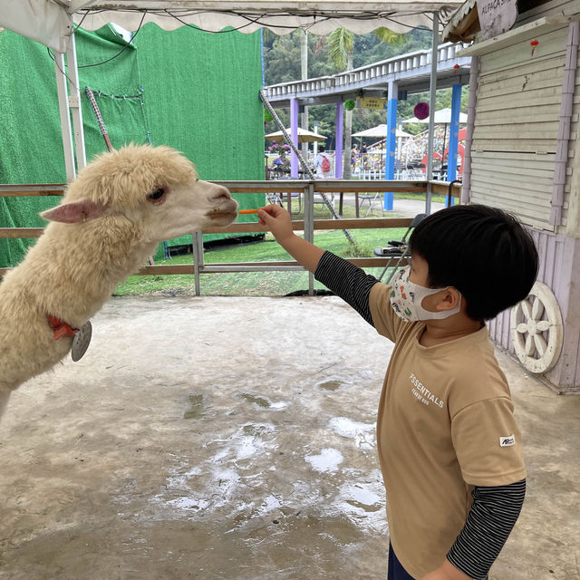 三角梅花展蝶豆花園之旅
