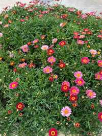 สวนดอกไม้เมืองหนาว ดาลัด (Dalat Flower Park