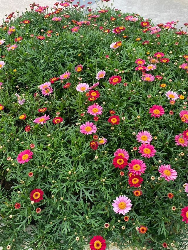 สวนดอกไม้เมืองหนาว ดาลัด (Dalat Flower Park