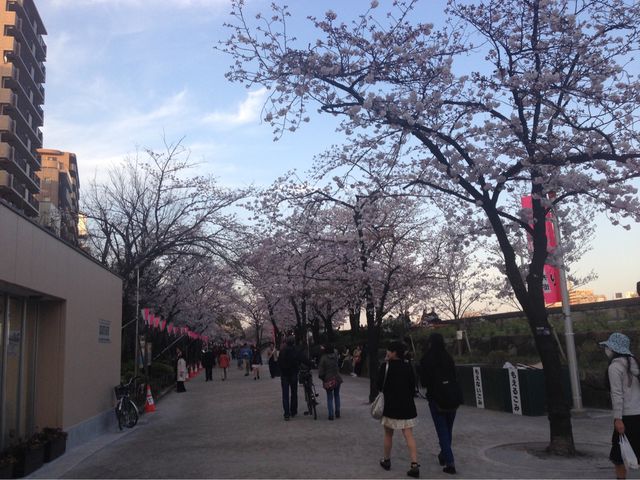 📍日本東京。淺草隅田公園櫻花祭。