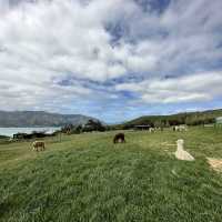 NZ_Akaroa Shamarra Alpacas