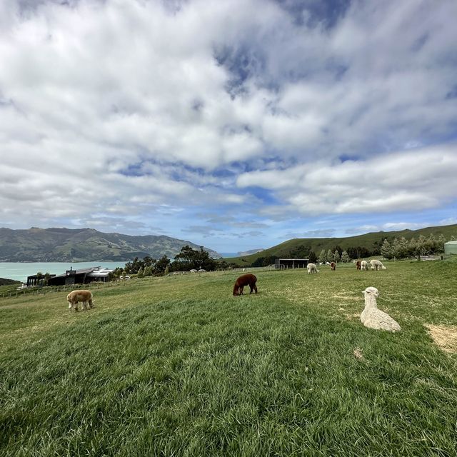 NZ_Akaroa Shamarra Alpacas