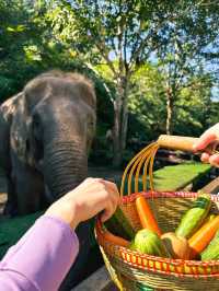 Wild Elephants Valley 