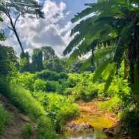 Heritage left behind in forest