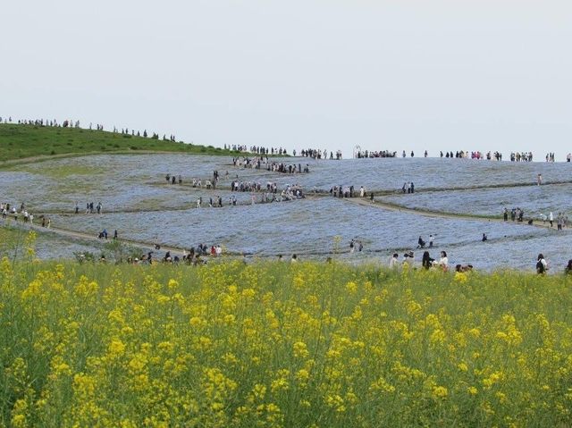 遊日本·茨城縣國營常陸海濱公園
