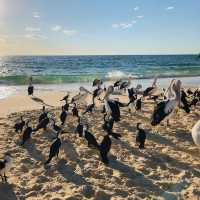 Tangalooma, Moreton Island 