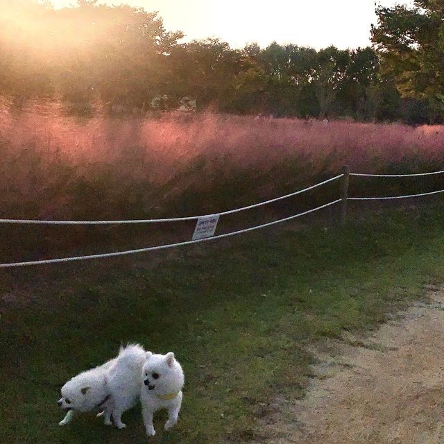 부산 사하구 ‘을숙도’ 핑크뮬리