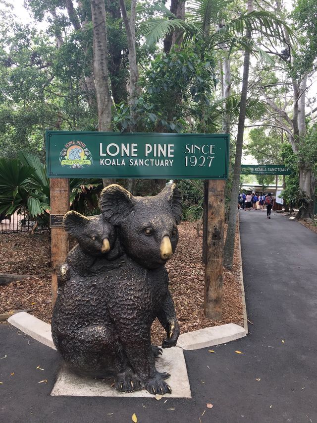 澳洲布里斯本景點｜龍柏動物園 Lone Pine Koala 與無尾熊合照 