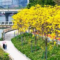 磨碟沙公園－黃花風鈴木
