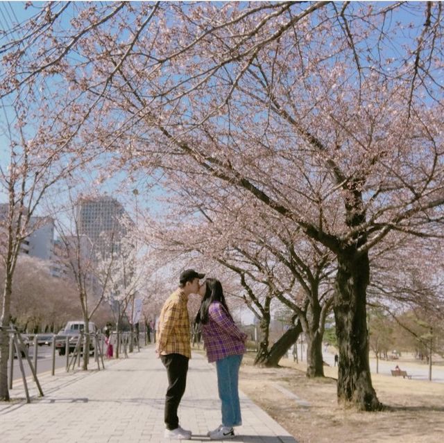 벚꽃하면, 한강 ! 여의도벚꽃축제 🌸