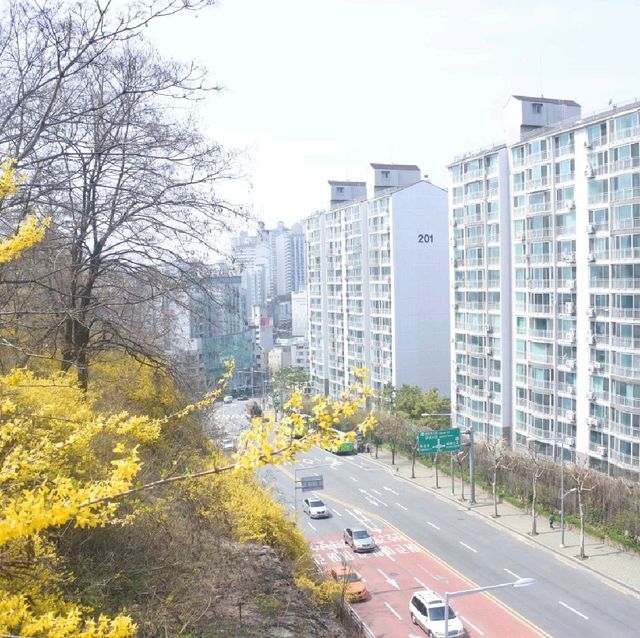 개나리 피어나는 응봉산의 봄🌼
