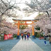 【京都】京都らしらを感じる桜の名所🌸