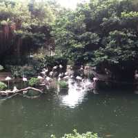 難得九龍市區有個鳥湖