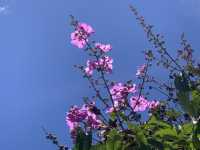 本地遊 ｜ 荔枝角公園 ｜賞花 ｜ 小百日草