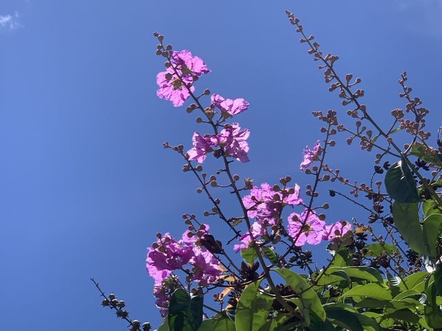 本地遊 ｜ 荔枝角公園 ｜賞花 ｜ 小百日草
