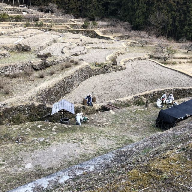 四谷の千枚田