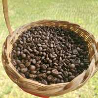 กาแฟสบขุ่น ช้างเผือกกลางป่าลึก! 
