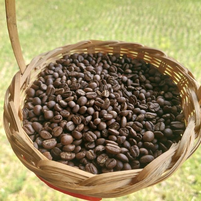 กาแฟสบขุ่น ช้างเผือกกลางป่าลึก! 