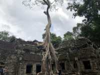 Ta Prohm Temple - Where trees have dominated