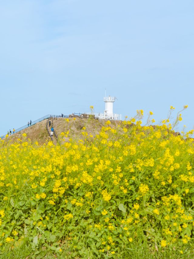 💛💛유채하면 섭지코지💛💛