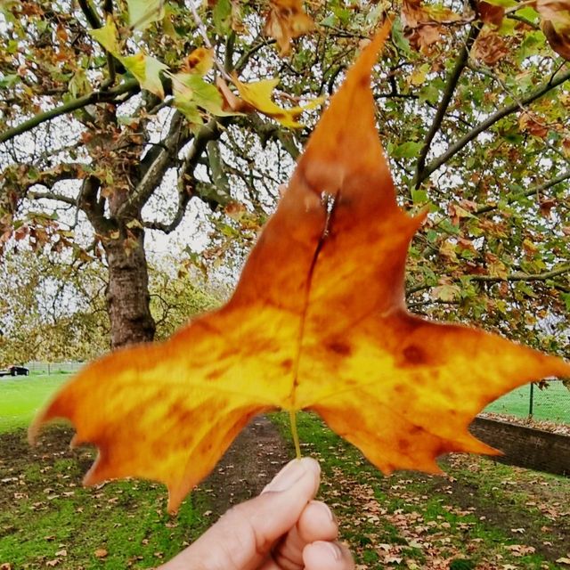 Fall in London  🍂 