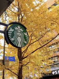 Gingko yellow | Enjoy a ginkgo rain on Shangh