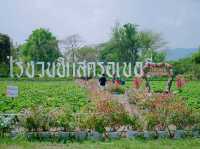 ไร่ชวนชิม สตรอเบอรี่มวกเหล็ก