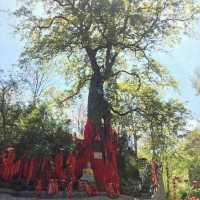 打卡甘肅花橋村