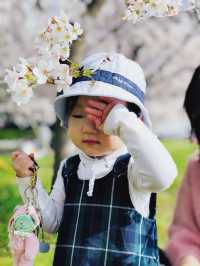 Cherry blossom season is coming again, I really want to go and see the Tamagawa River of the past.