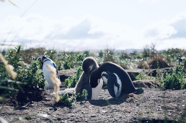 🇦🇷 Comprehensive guide on how to visit penguins' homes at zero distance.