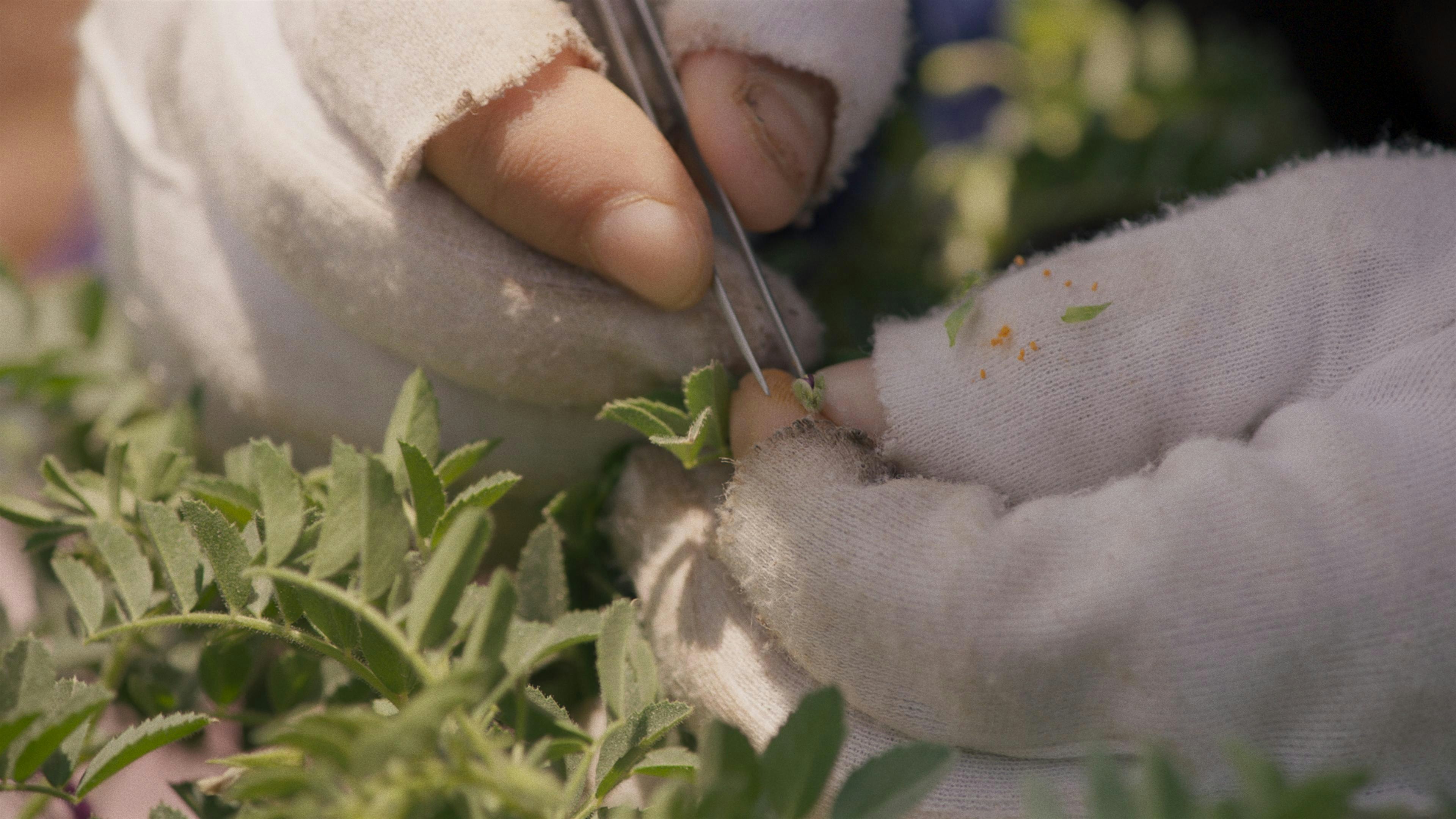 Chinese-Language Tour: Seeds | Mildred Lane Kemper Art Museum