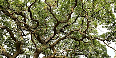 Connecting with the Forest Closely and Creatively - Immersive Art Workshop | Alne Wood