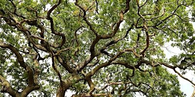 Connecting with the Forest Closely and Creatively - Immersive Art Workshop | Alne Wood