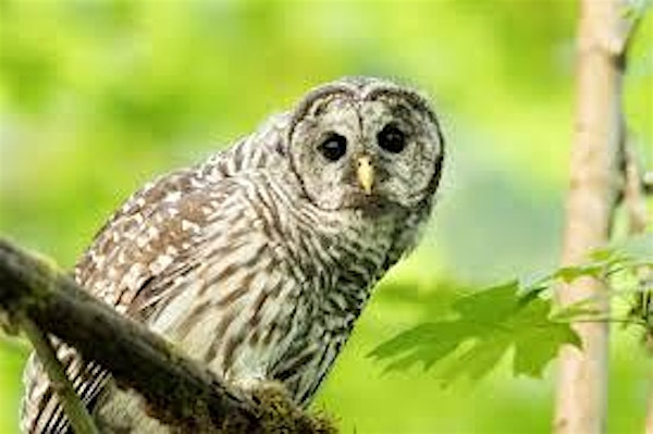 Eco Explorers: Feathered Friends | Derek Doubleday Arboretum