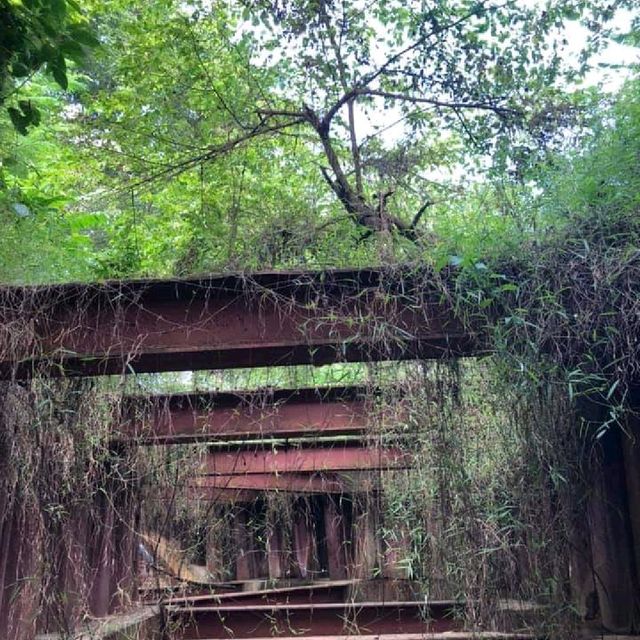 Heritage left behind in forest