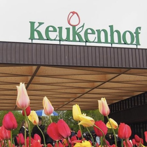 Keukenhof超令花海😌荷蘭🇳🇱必去