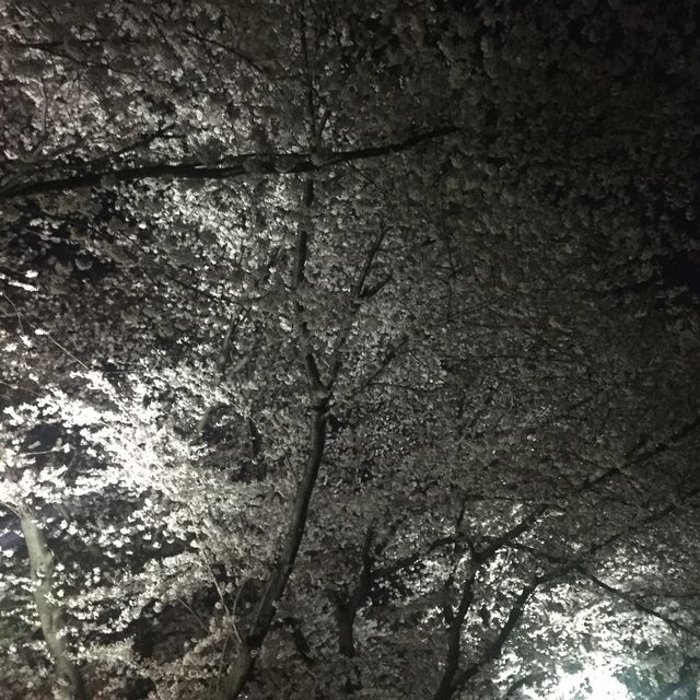 벚꽃은 경화역이 최고
