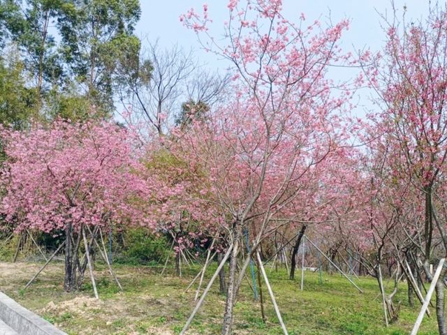 廣洲櫻花樂園