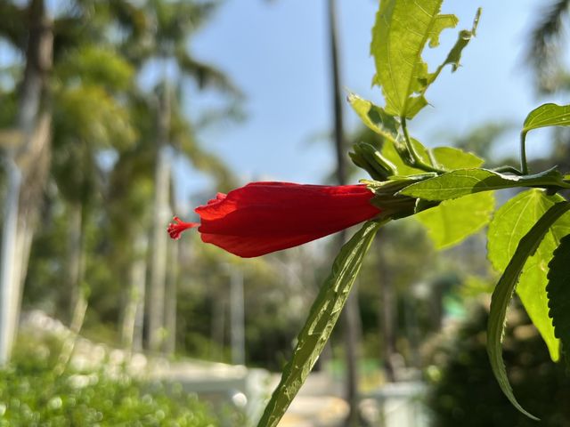 花花世界 玫瑰園