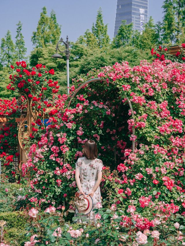 예쁜 장미들과 인생샷 찍기 좋은 대전 한밭수목원!🌹