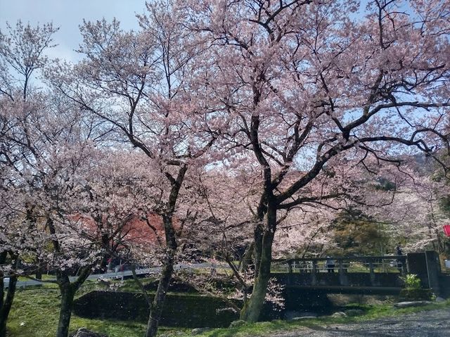 一年中季節の花が楽しめます！