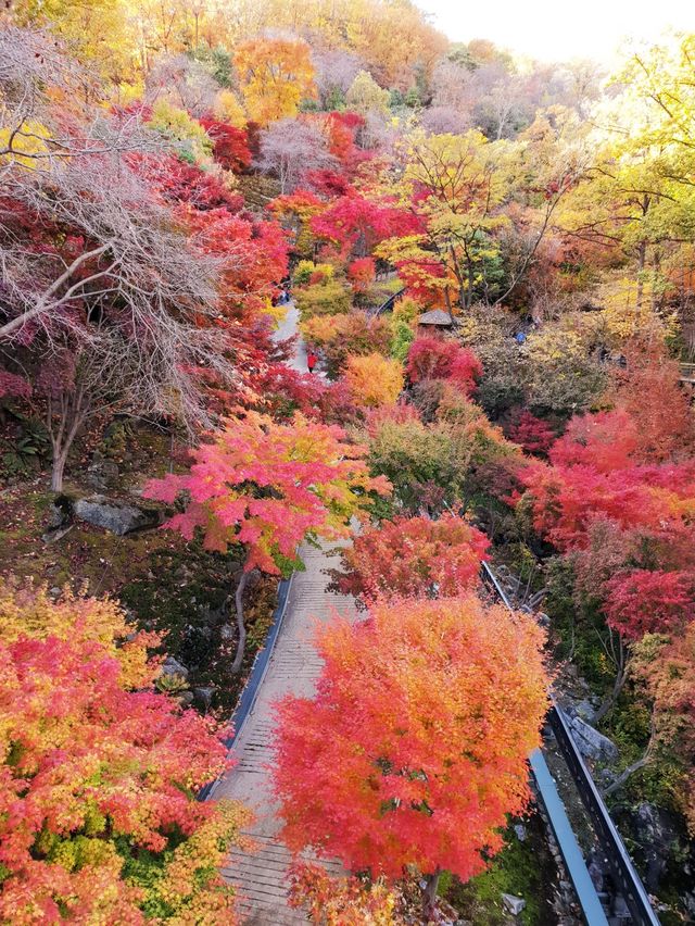 단풍여행 끝판왕🍁화담숲🍂어때요