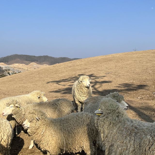 증평여행 :: 벨포레목장 추천 ! 아이와 함께 방문 추천