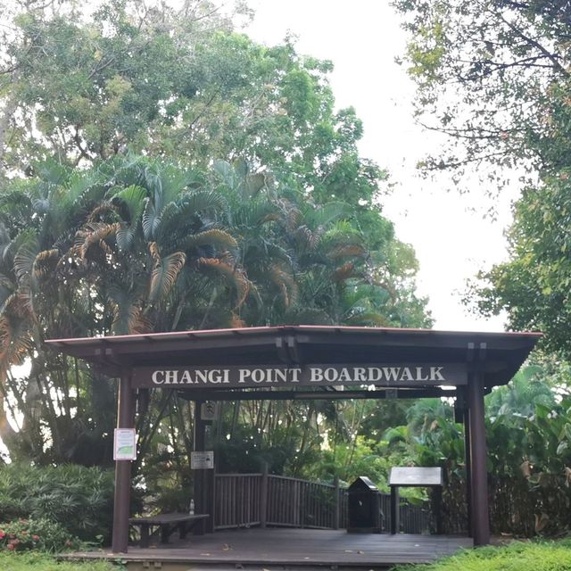chill, leisure walk @changi point Boardwalk 