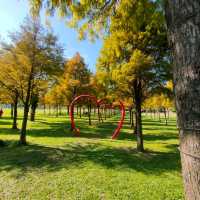 大溪河濱公園-落羽松區