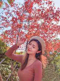 【突襲大棠楓香林？！意想不到的偶遇紅葉🍁】
