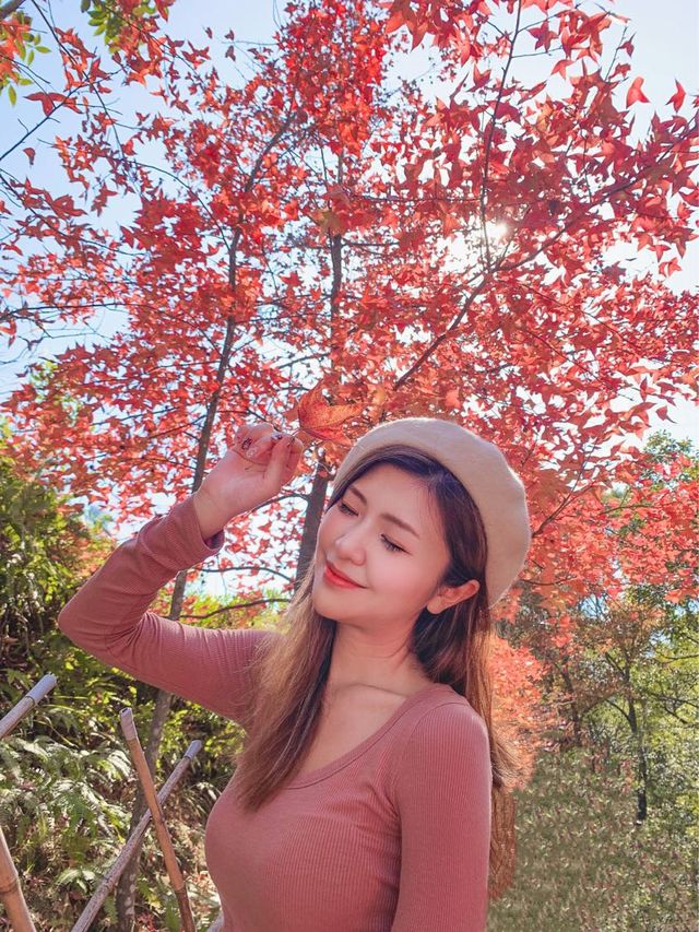 【突襲大棠楓香林？！意想不到的偶遇紅葉🍁】