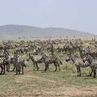 Safari Day at Serengeti