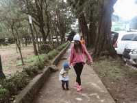 City of Pines